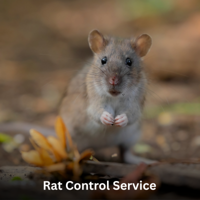 Rat Control Control